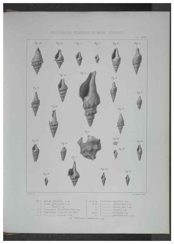 Reproducción/Reproduction 8357810249: Animaux fossiles du Mont Leberon (Vaucluse) :. Paris :Societe Geologique de France,1873 