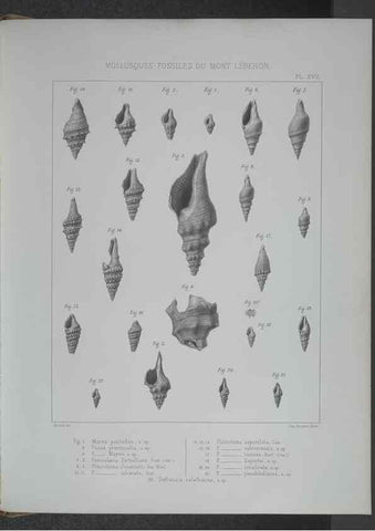 Reproducción/Reproduction 8357810249: Animaux fossiles du Mont Leberon (Vaucluse) :. Paris :Societe Geologique de France,1873 