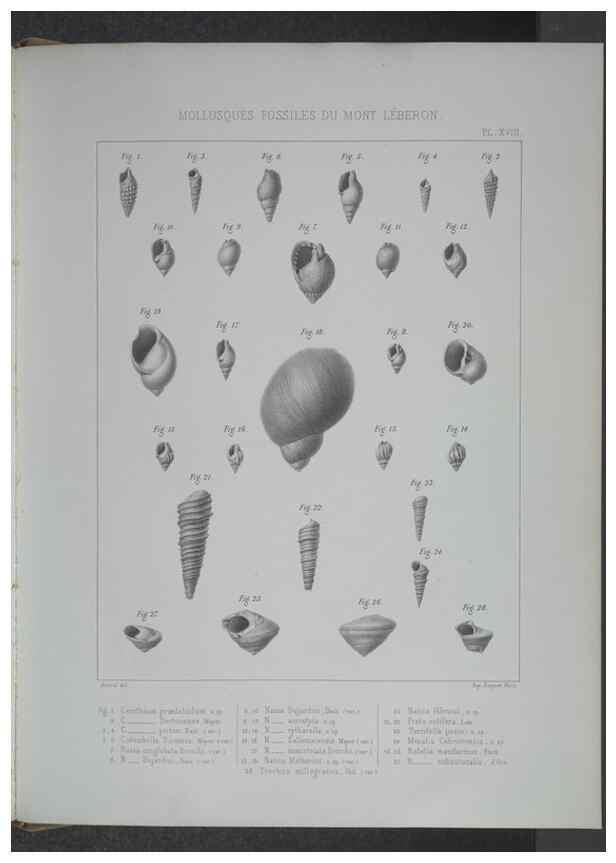 Reproducción/Reproduction 8357810649: Animaux fossiles du Mont Leberon (Vaucluse) :. Paris :Societe Geologique de France,1873 