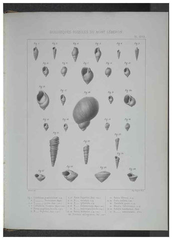 Reproducción/Reproduction 8357810649: Animaux fossiles du Mont Leberon (Vaucluse) :. Paris :Societe Geologique de France,1873 