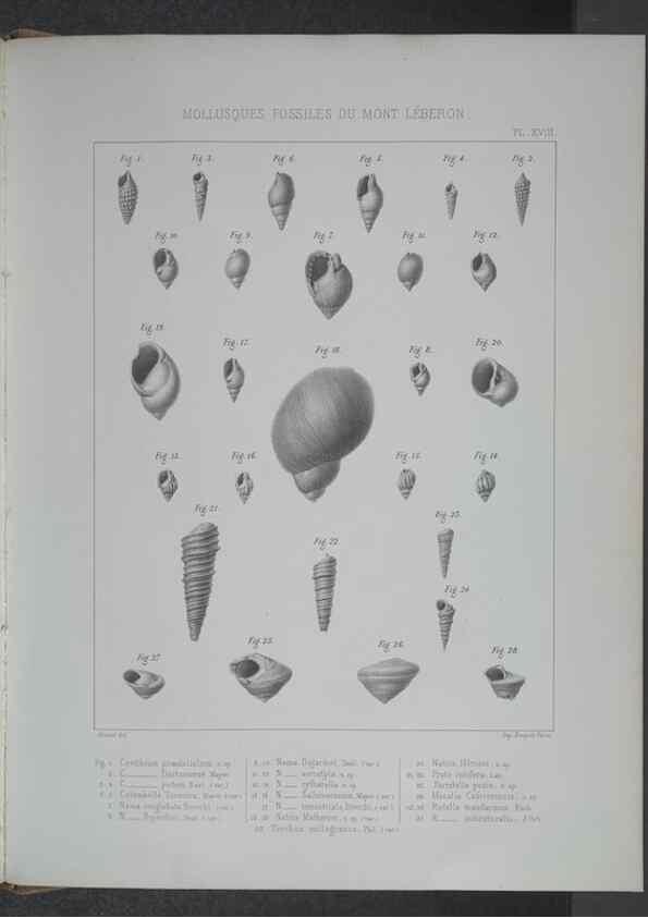 Reproducción/Reproduction 8357810649: Animaux fossiles du Mont Leberon (Vaucluse) :. Paris :Societe Geologique de France,1873 