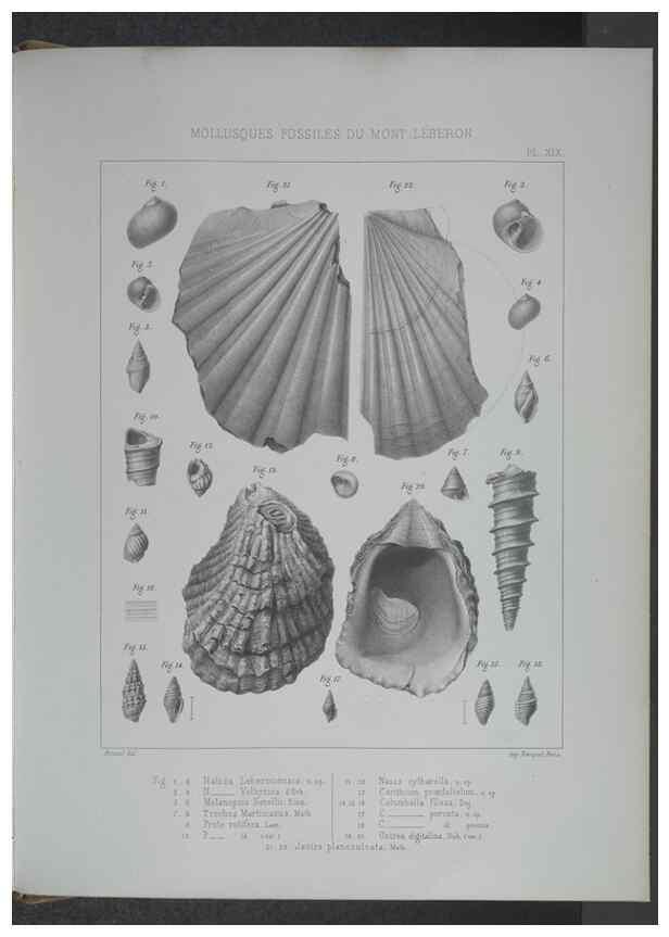Reproducción/Reproduction 8358871830: Animaux fossiles du Mont Leberon (Vaucluse) :. Paris :Societe Geologique de France,1873 