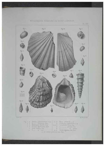 Reproducción/Reproduction 8358871830: Animaux fossiles du Mont Leberon (Vaucluse) :. Paris :Societe Geologique de France,1873 