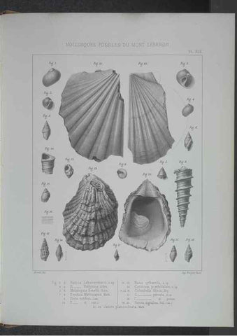 Reproducción/Reproduction 8358871830: Animaux fossiles du Mont Leberon (Vaucluse) :. Paris :Societe Geologique de France,1873 