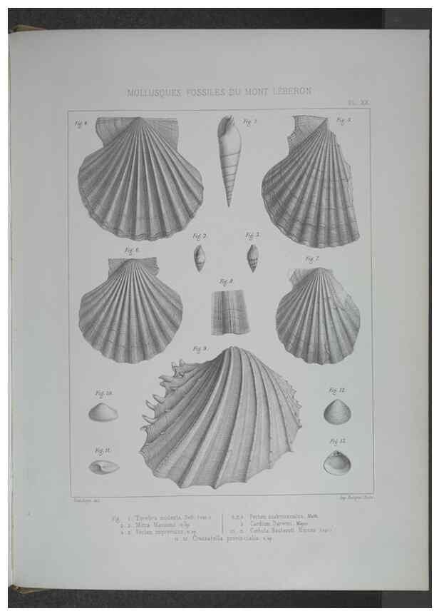 Reproducción/Reproduction 8357811653: Animaux fossiles du Mont Leberon (Vaucluse) :. Paris :Societe Geologique de France,1873 
