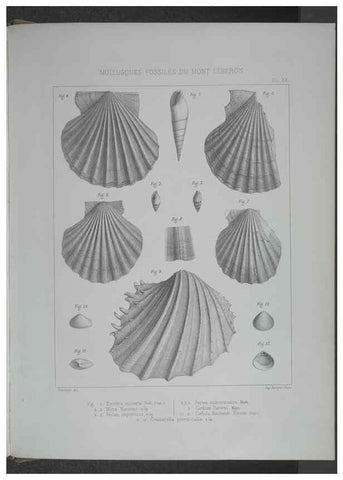 Reproducción/Reproduction 8357811653: Animaux fossiles du Mont Leberon (Vaucluse) :. Paris :Societe Geologique de France,1873 