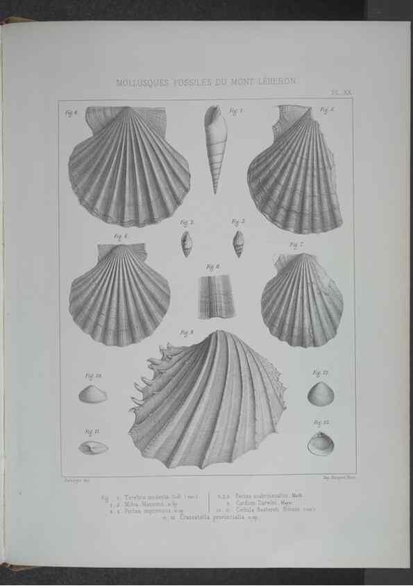 Reproducción/Reproduction 8357811653: Animaux fossiles du Mont Leberon (Vaucluse) :. Paris :Societe Geologique de France,1873 