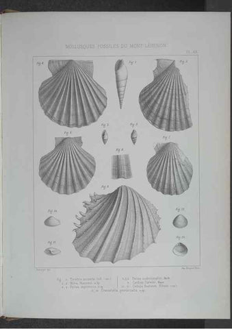 Reproducción/Reproduction 8357811653: Animaux fossiles du Mont Leberon (Vaucluse) :. Paris :Societe Geologique de France,1873 