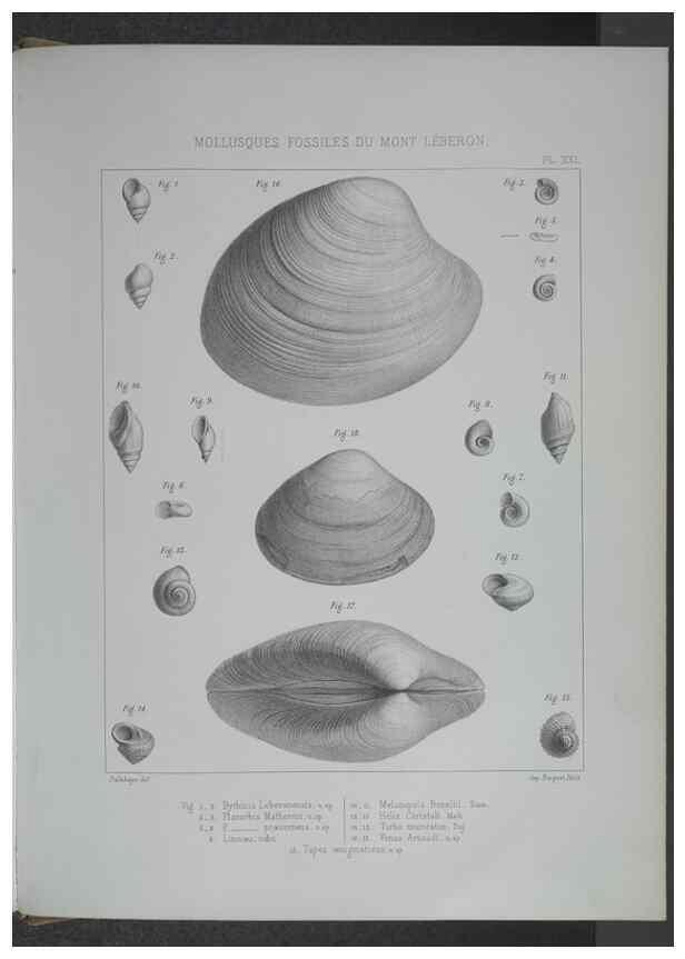 Reproducción/Reproduction 8358873052: Animaux fossiles du Mont Leberon (Vaucluse) :. Paris :Societe Geologique de France,1873 