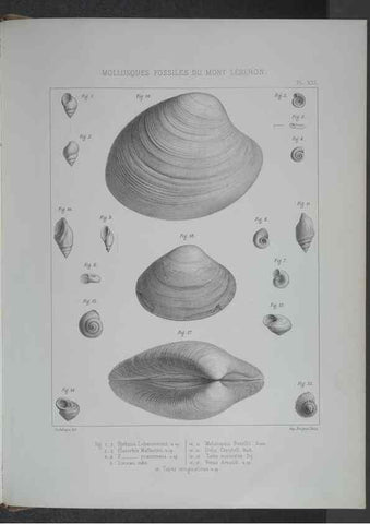 Reproducción/Reproduction 8358873052: Animaux fossiles du Mont Leberon (Vaucluse) :. Paris :Societe Geologique de France,1873 