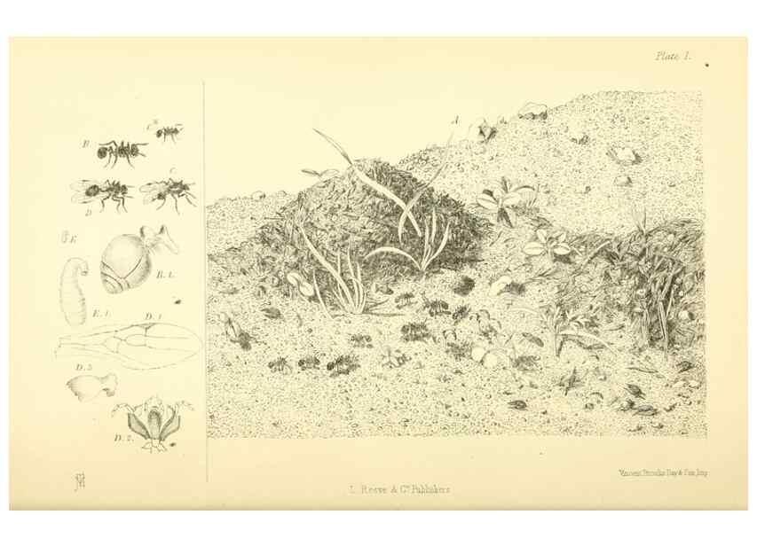 Reproducción/Reproduction 8360601477: Harvesting ants and trap-door spiders.. London,L. Reeve & co.,1873.