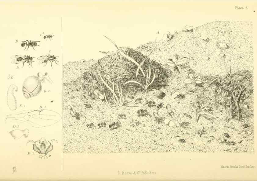 Reproducción/Reproduction 8360601477: Harvesting ants and trap-door spiders.. London,L. Reeve & co.,1873.