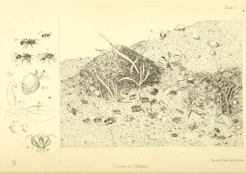 Reproducción/Reproduction 8360601477: Harvesting ants and trap-door spiders.. London,L. Reeve & co.,1873.