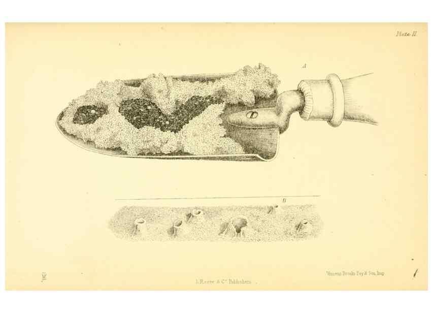 Reproducción/Reproduction 8361663758: Harvesting ants and trap-door spiders.. London,L. Reeve & co.,1873.