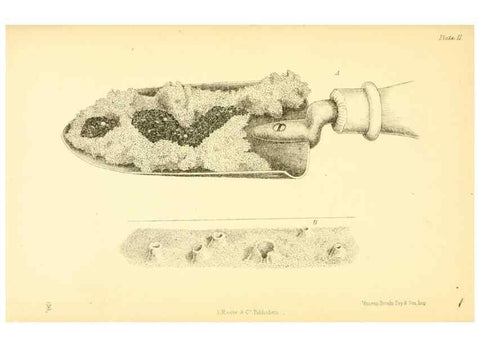 Reproducción/Reproduction 8361663758: Harvesting ants and trap-door spiders.. London,L. Reeve & co.,1873.