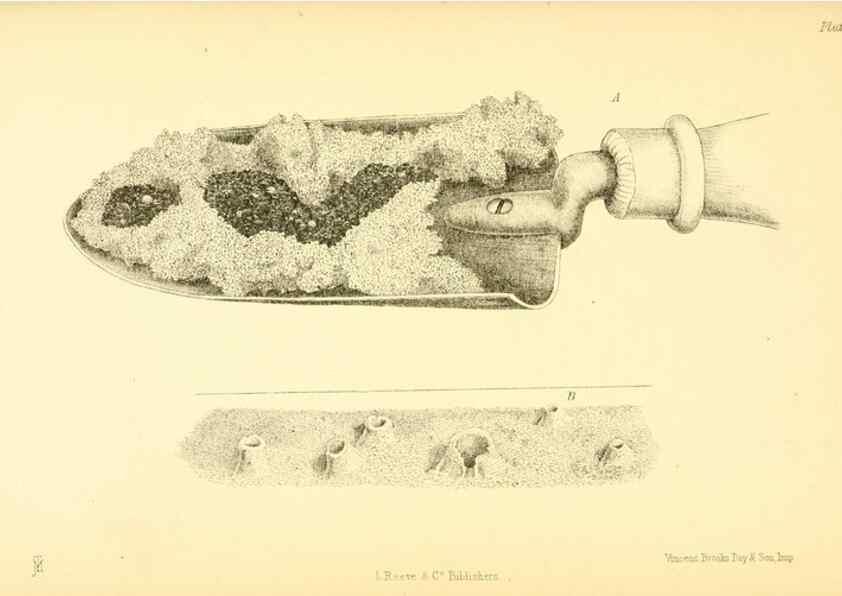 Reproducción/Reproduction 8361663758: Harvesting ants and trap-door spiders.. London,L. Reeve & co.,1873.