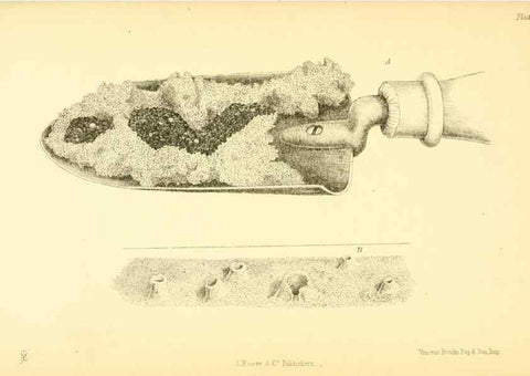Reproducción/Reproduction 8361663758: Harvesting ants and trap-door spiders.. London,L. Reeve & co.,1873.