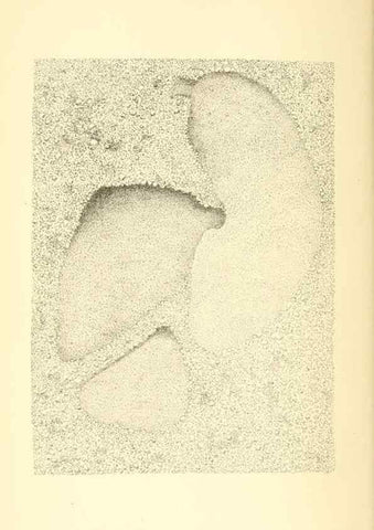 Reproducción/Reproduction 8360602753: Harvesting ants and trap-door spiders.. London,L. Reeve & co.,1873.