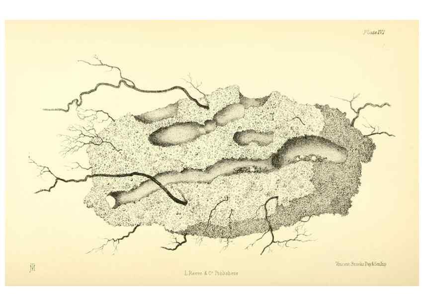 Reproducción/Reproduction 8360603211: Harvesting ants and trap-door spiders.. London,L. Reeve & co.,1873.