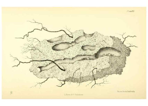 Reproducción/Reproduction 8360603211: Harvesting ants and trap-door spiders.. London,L. Reeve & co.,1873.