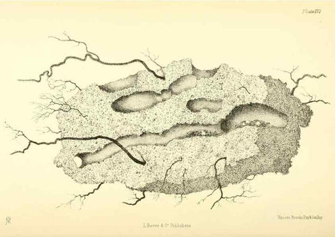 Reproducción/Reproduction 8360603211: Harvesting ants and trap-door spiders.. London,L. Reeve & co.,1873.