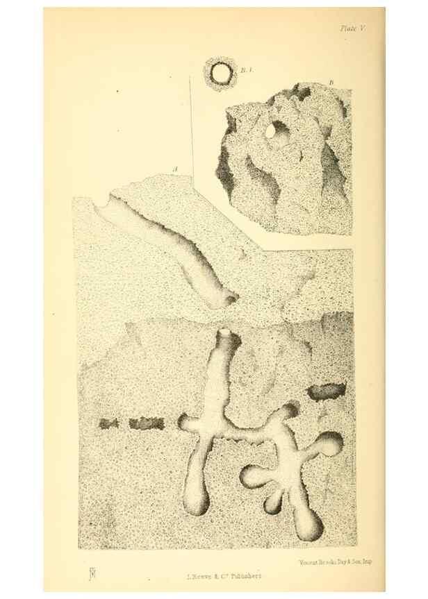 Reproducción/Reproduction 8361665750: Harvesting ants and trap-door spiders.. London,L. Reeve & co.,1873.
