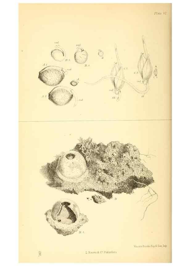 Reproducción/Reproduction 8361666304: Harvesting ants and trap-door spiders.. London,L. Reeve & co.,1873.