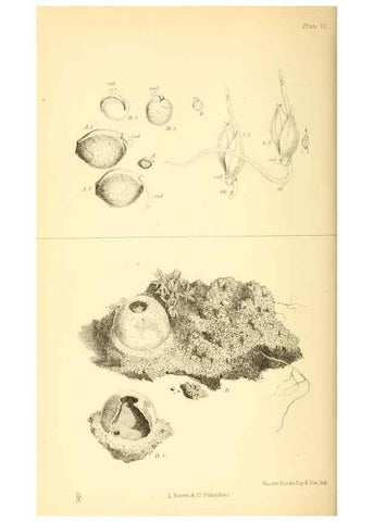 Reproducción/Reproduction 8361666304: Harvesting ants and trap-door spiders.. London,L. Reeve & co.,1873.