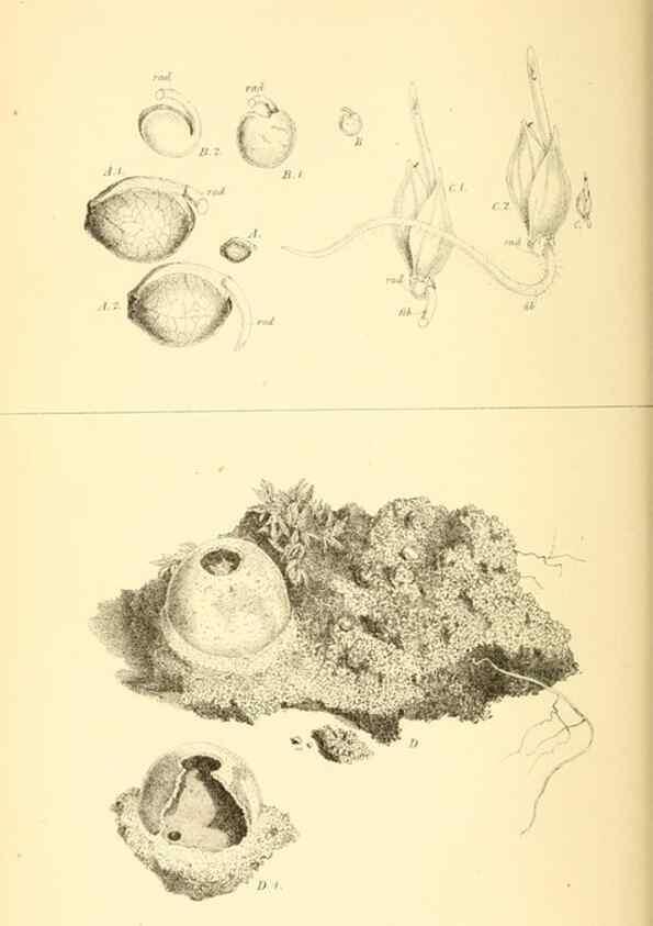 Reproducción/Reproduction 8361666304: Harvesting ants and trap-door spiders.. London,L. Reeve & co.,1873.