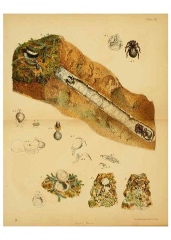 Reproducción/Reproduction 8360605109: Harvesting ants and trap-door spiders.. London,L. Reeve & co.,1873.