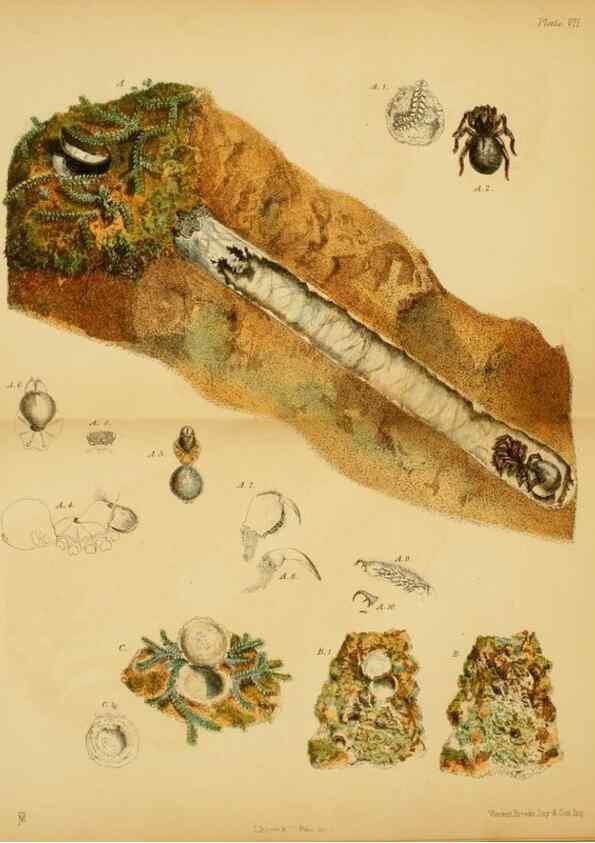 Reproducción/Reproduction 8360605109: Harvesting ants and trap-door spiders.. London,L. Reeve & co.,1873.