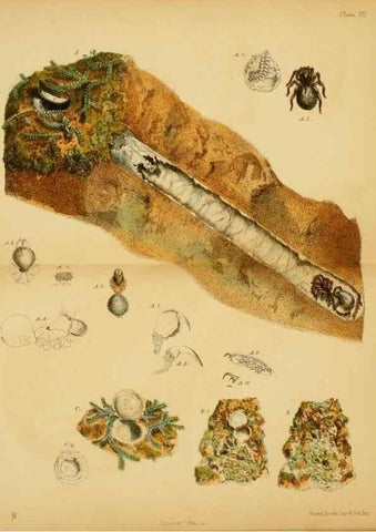 Reproducción/Reproduction 8360605109: Harvesting ants and trap-door spiders.. London,L. Reeve & co.,1873.