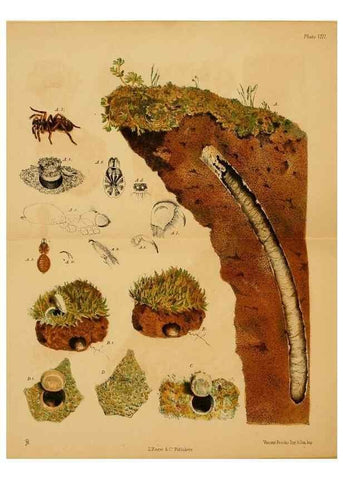 Reproducción/Reproduction 8361667204: Harvesting ants and trap-door spiders.. London,L. Reeve & co.,1873.
