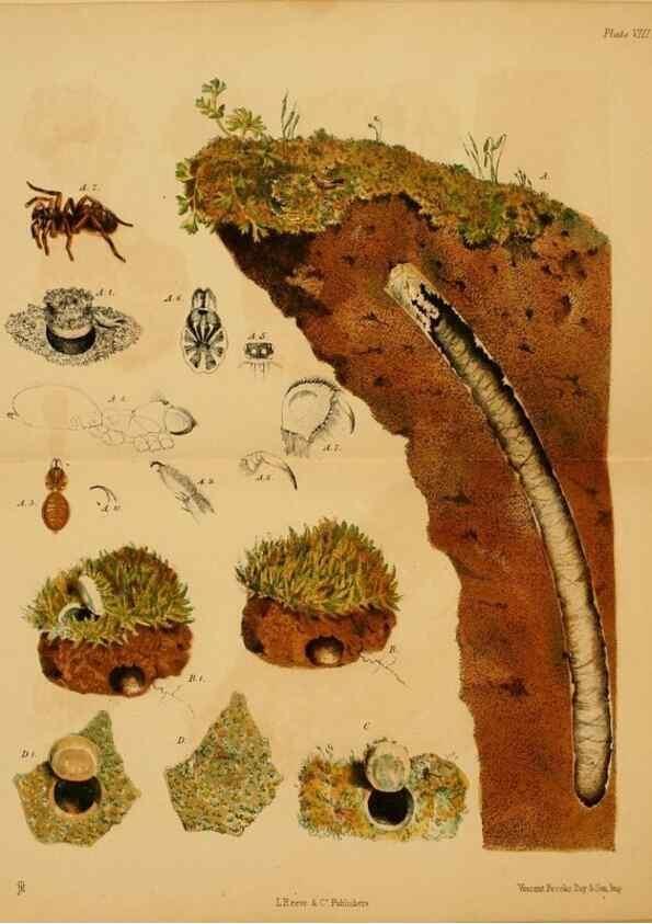 Reproducción/Reproduction 8361667204: Harvesting ants and trap-door spiders.. London,L. Reeve & co.,1873.