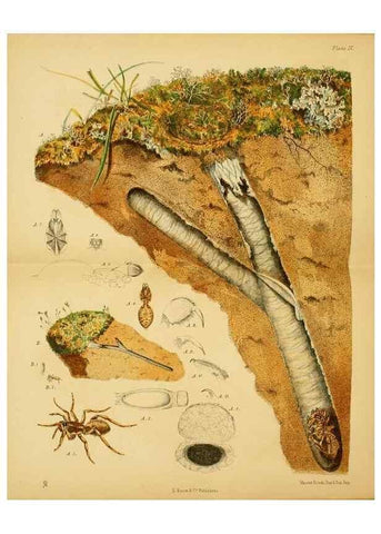 Reproducción/Reproduction 8361667592: Harvesting ants and trap-door spiders.. London,L. Reeve & co.,1873.