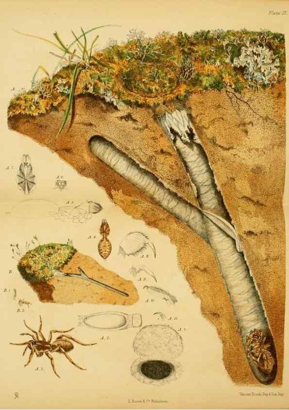 Reproducción/Reproduction 8361667592: Harvesting ants and trap-door spiders.. London,L. Reeve & co.,1873.