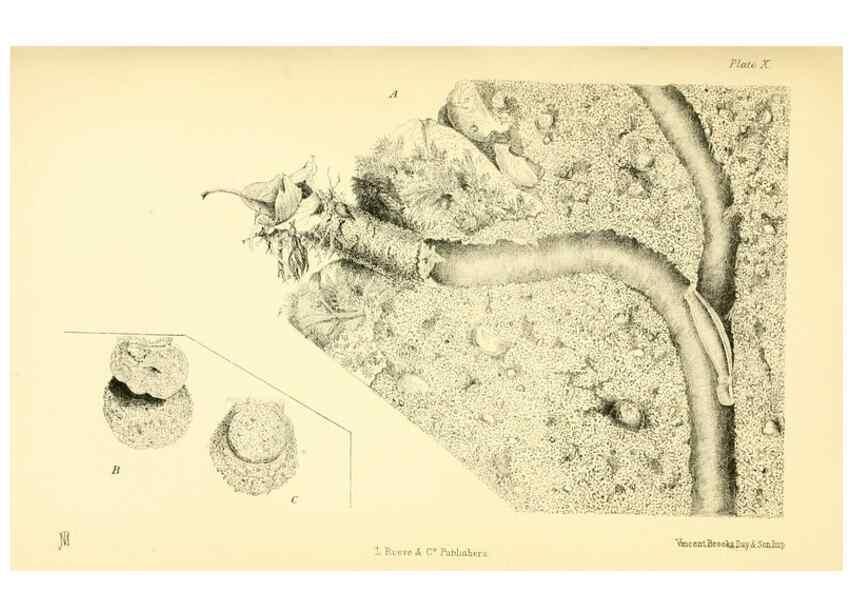 Reproducción/Reproduction 8361668276: Harvesting ants and trap-door spiders.. London,L. Reeve & co.,1873.