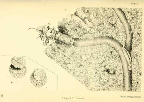 Reproducción/Reproduction 8361668276: Harvesting ants and trap-door spiders.. London,L. Reeve & co.,1873.