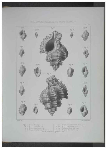 Reproducción/Reproduction 8357809905: Animaux fossiles du Mont Leberon (Vaucluse) :. Paris :Societe Geologique de France,1873 