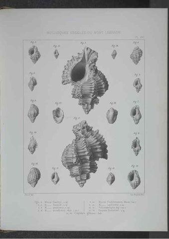 Reproducción/Reproduction 8357809905: Animaux fossiles du Mont Leberon (Vaucluse) :. Paris :Societe Geologique de France,1873 