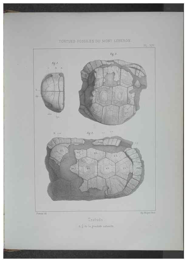 Reproducción/Reproduction 8358869572: Animaux fossiles du Mont Leberon (Vaucluse) :. Paris :Societe Geologique de France,1873 