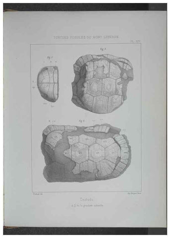 Reproducción/Reproduction 8358869572: Animaux fossiles du Mont Leberon (Vaucluse) :. Paris :Societe Geologique de France,1873 