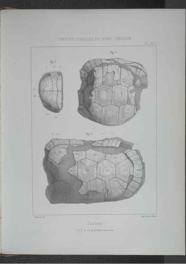 Reproducción/Reproduction 8358869572: Animaux fossiles du Mont Leberon (Vaucluse) :. Paris :Societe Geologique de France,1873 