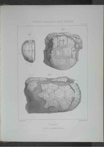 Reproducción/Reproduction 8358869572: Animaux fossiles du Mont Leberon (Vaucluse) :. Paris :Societe Geologique de France,1873 
