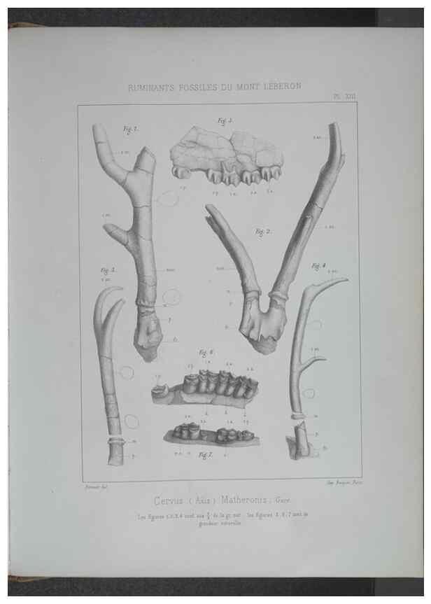 Reproducción/Reproduction 8358869086: Animaux fossiles du Mont Leberon (Vaucluse) :. Paris :Societe Geologique de France,1873 