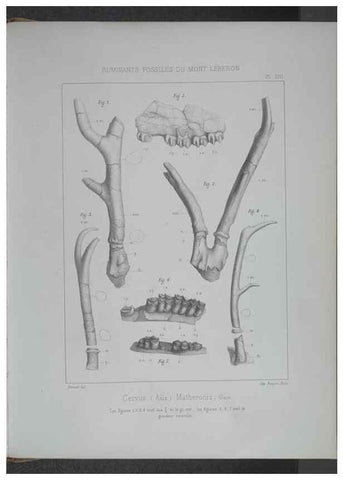 Reproducción/Reproduction 8358869086: Animaux fossiles du Mont Leberon (Vaucluse) :. Paris :Societe Geologique de France,1873 