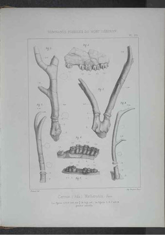 Reproducción/Reproduction 8358869086: Animaux fossiles du Mont Leberon (Vaucluse) :. Paris :Societe Geologique de France,1873 