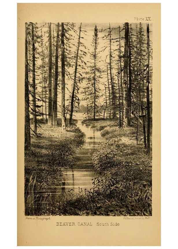 Reproducción/Reproduction 8357346911: The American beaver and his works.. Philadelphia,J.B. Lippincott & Co.,1868.