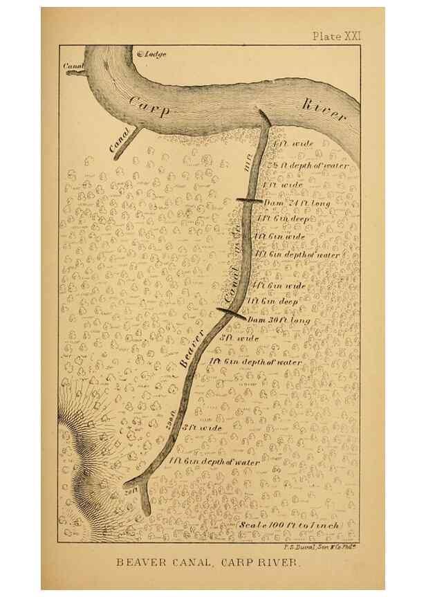 Reproducción/Reproduction 8357347913: The American beaver and his works.. Philadelphia,J.B. Lippincott & Co.,1868.