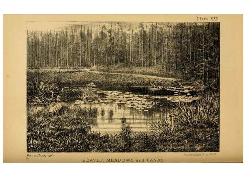Reproducción/Reproduction 8358411582: The American beaver and his works.. Philadelphia,J.B. Lippincott & Co.,1868.